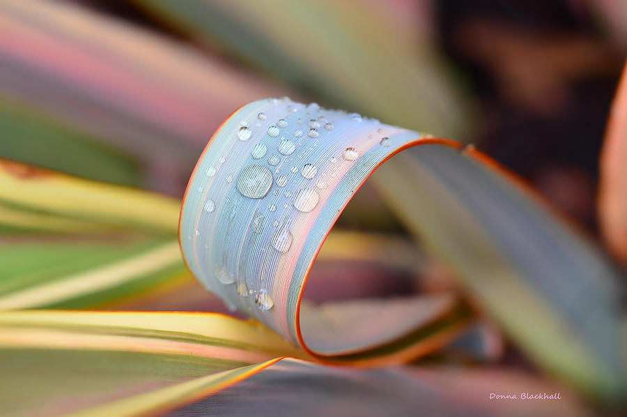 Soft Like Morning Dew Photograph by Donna Blackhall