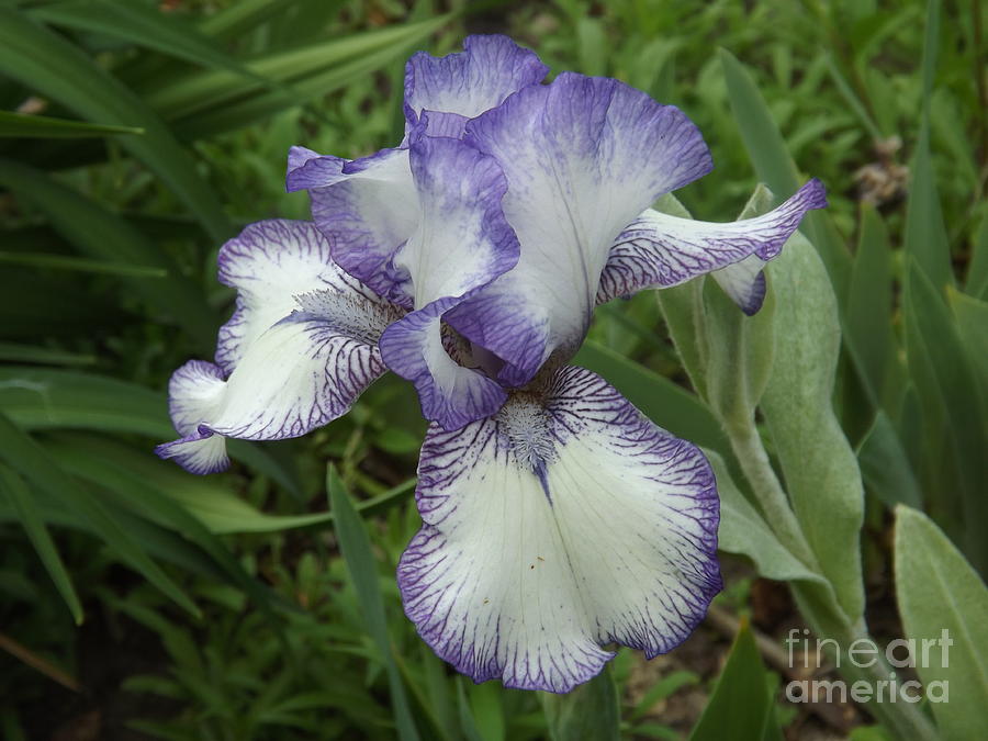 Soft Lilac Iris Photograph by Lingfai Leung
