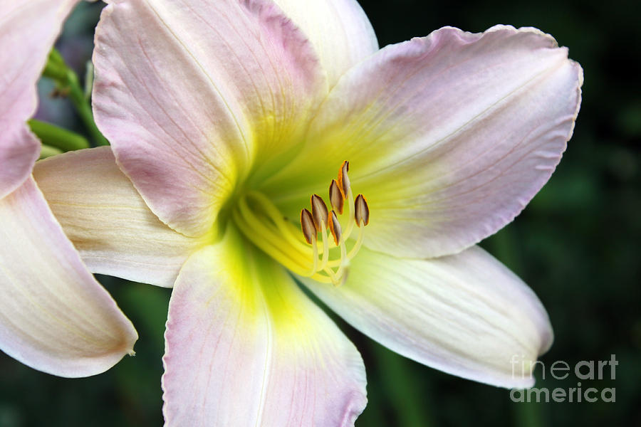 Soft Lily Photograph by Cathy Beharriell