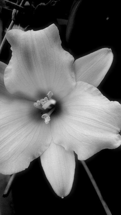 Soft Lily Monochrome Photograph by Lkb Art And Photography