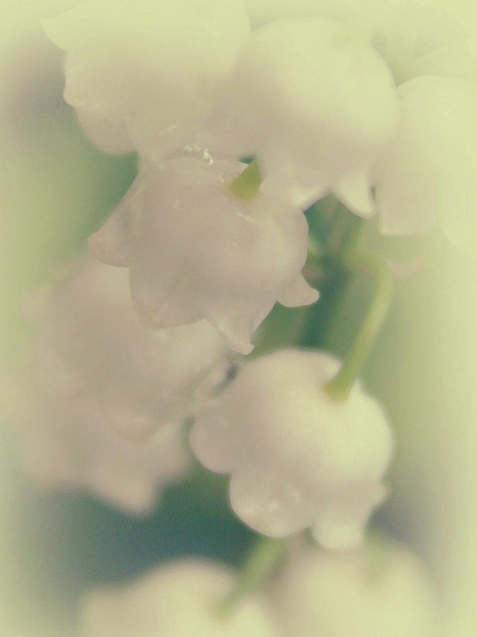 Soft Lily of The Valley Photograph by The Art Of Marilyn Ridoutt-Greene