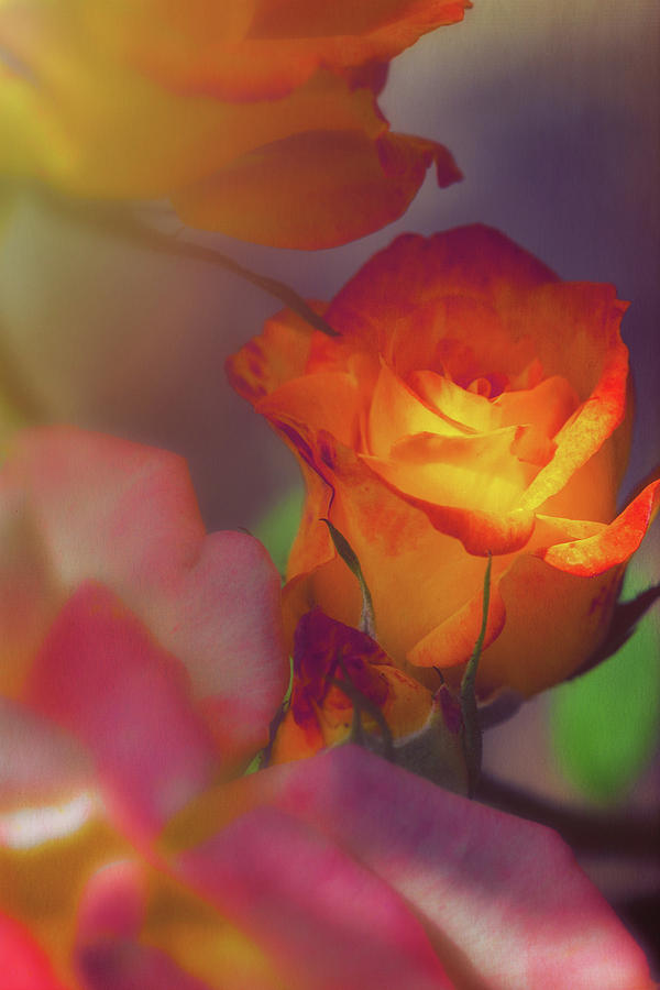 Rose Photograph - Soft Lit Rose by Thomas Hall