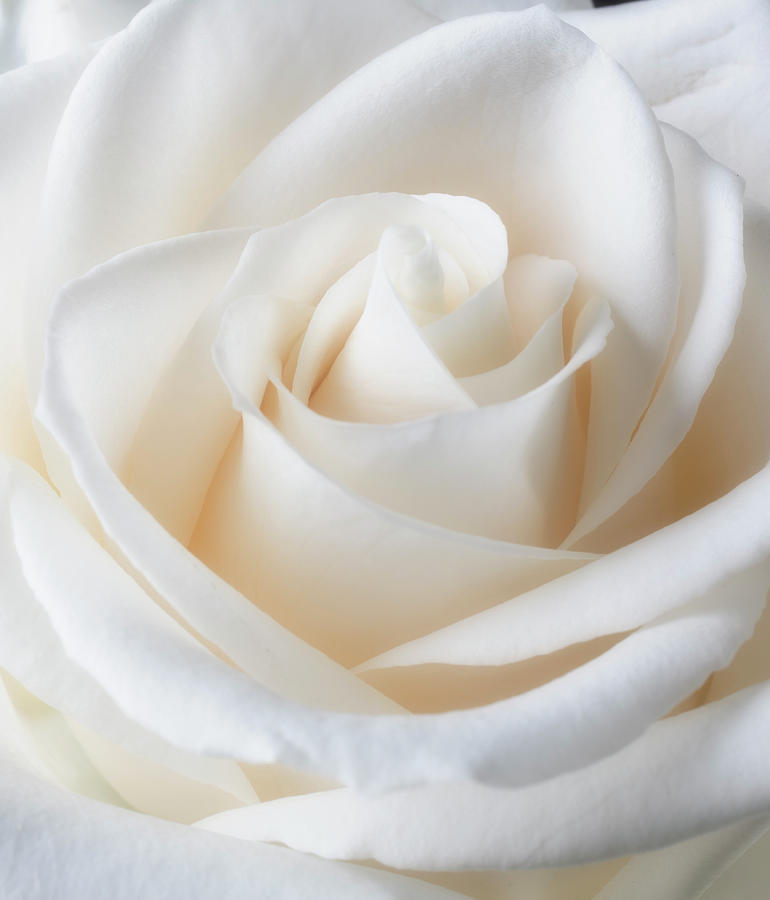 Soft Lovely White Rose Photograph by Garry Gay