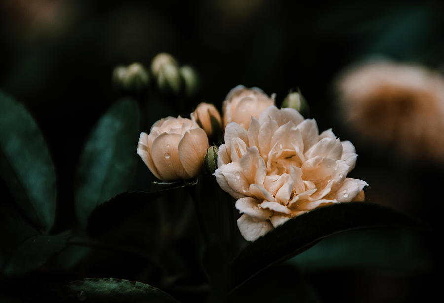 Soft Mini Roses Photograph by Andrea Anderegg