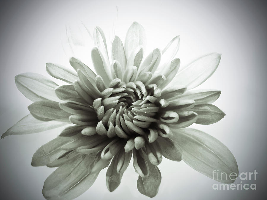 Black And White Photograph - Soft Mum by Kelly Holm
