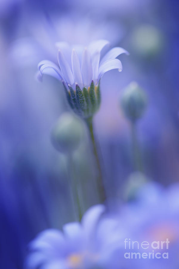 Flower Photograph - Soft n Blue by LHJB Photography
