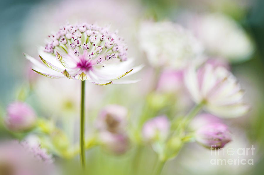 Summer Photograph - Soft on Astrantia by Jacky Parker