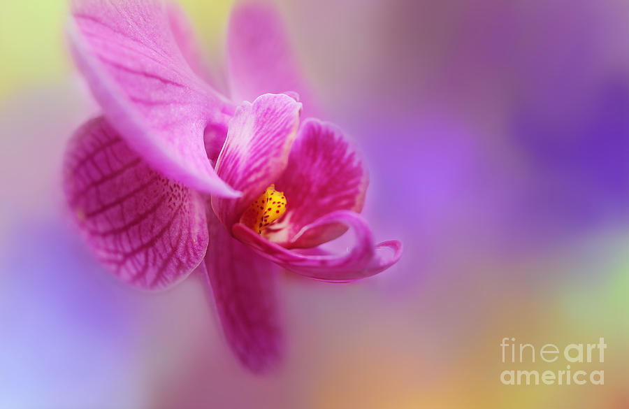Soft Orchid Photograph by Judi Bagwell