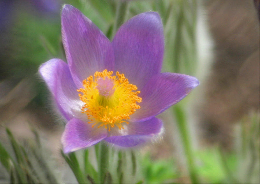 Soft Pasque Flower Photograph by Living Color Photography Lorraine Lynch