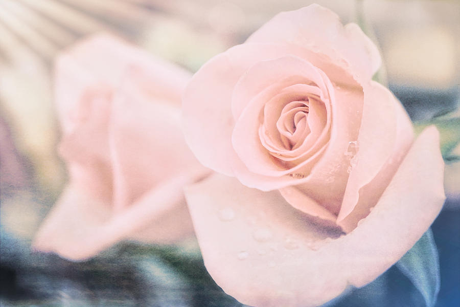 Soft Pastel Rose Photograph by Lilia S