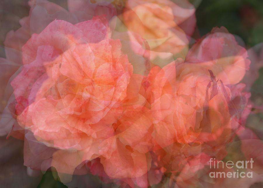 Soft Pastel Roses Abstract Photograph by Carol Groenen