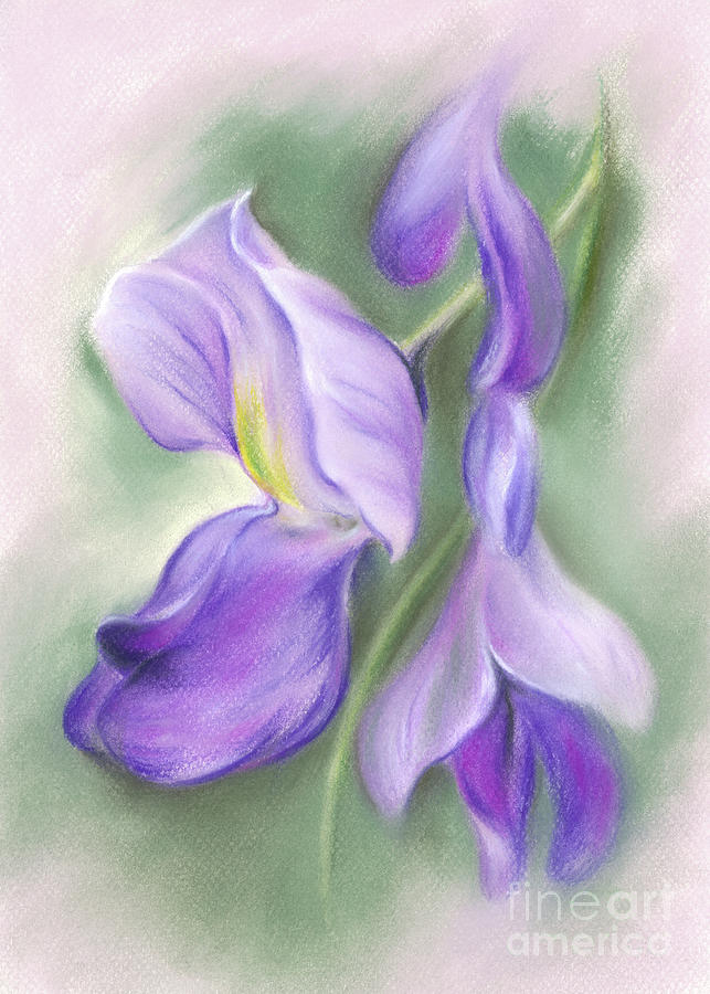 Soft Pastel Wisteria Flowers Painting by MM Anderson