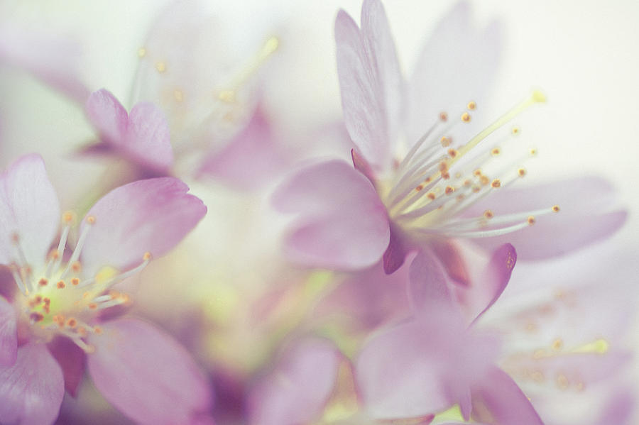 Soft Pastels of Sakura Blossom Photograph by Jenny Rainbow