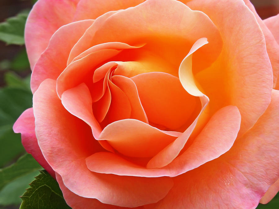 Soft Peach Rose Photograph by Gill Billington