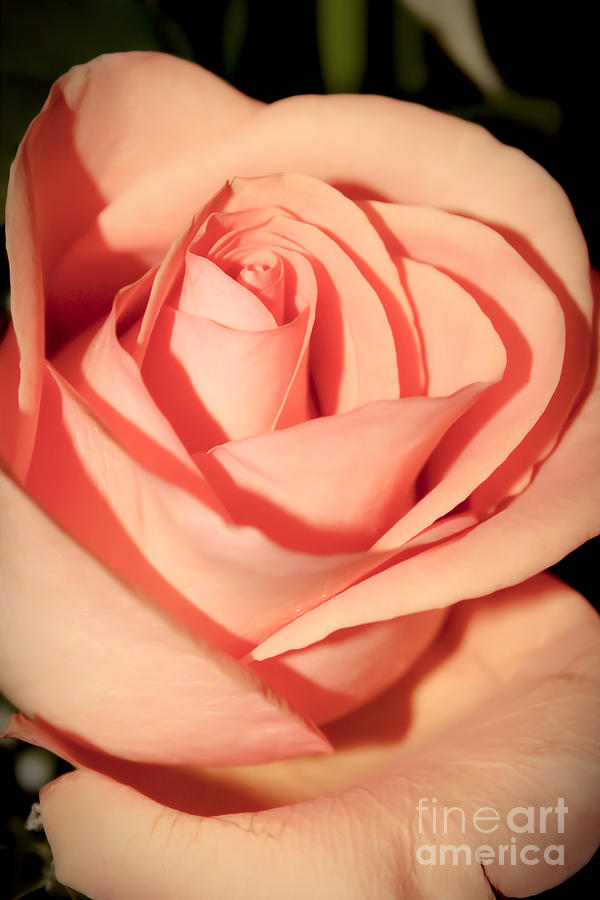 Rose Photograph - Soft Peach Rose by Mesa Teresita