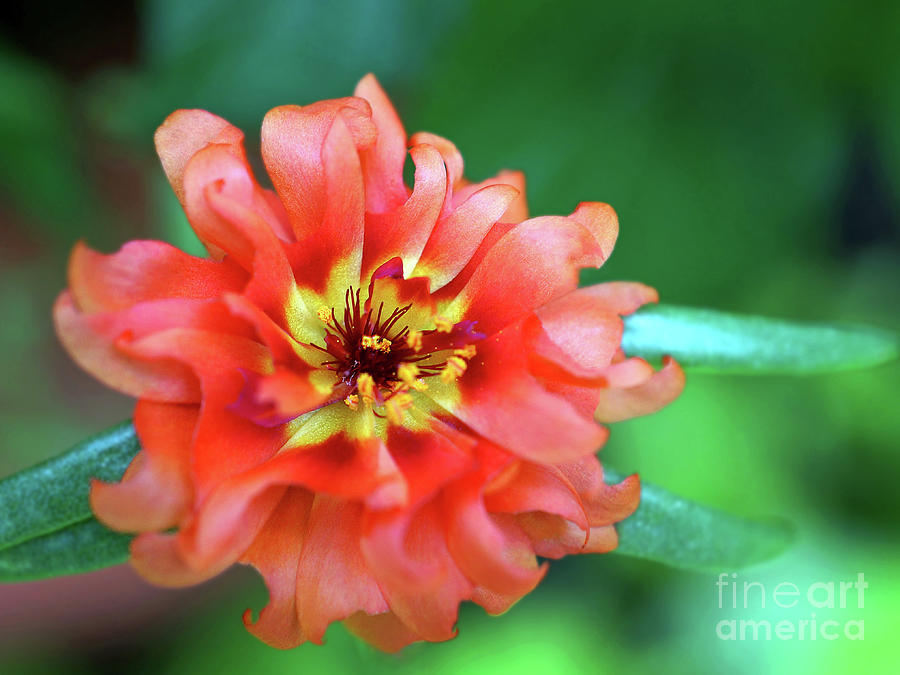 Nature Photograph - Soft Peach Ruffled Petals by Sue Melvin