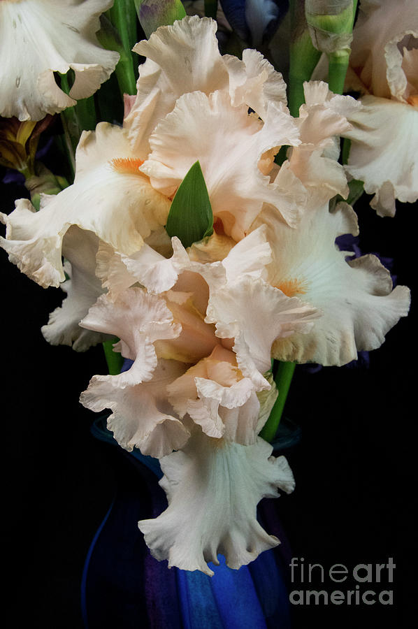 Soft Peachy Iris Photograph by Louise Magno