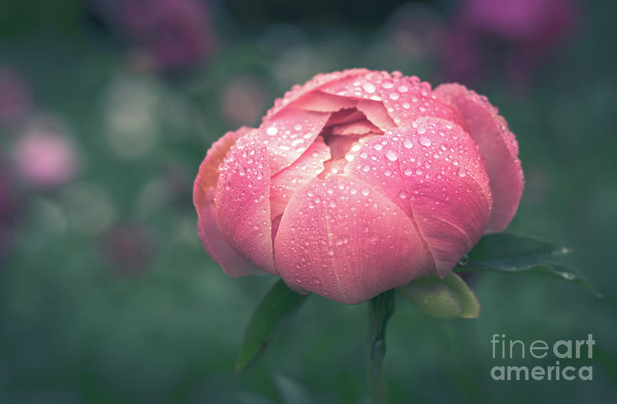 Soft Peony in the Rain Photograph by Cheryl Baxter