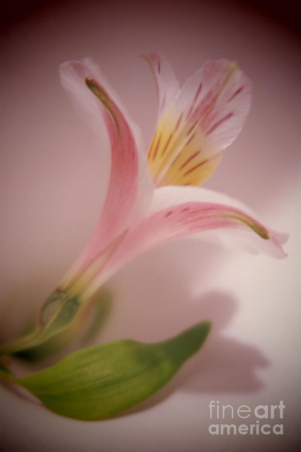 Soft Peruvian Lily Photograph by Tara Shalton