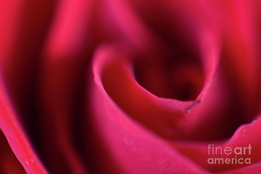 Up Movie Photograph - Soft Petals by Alan Look