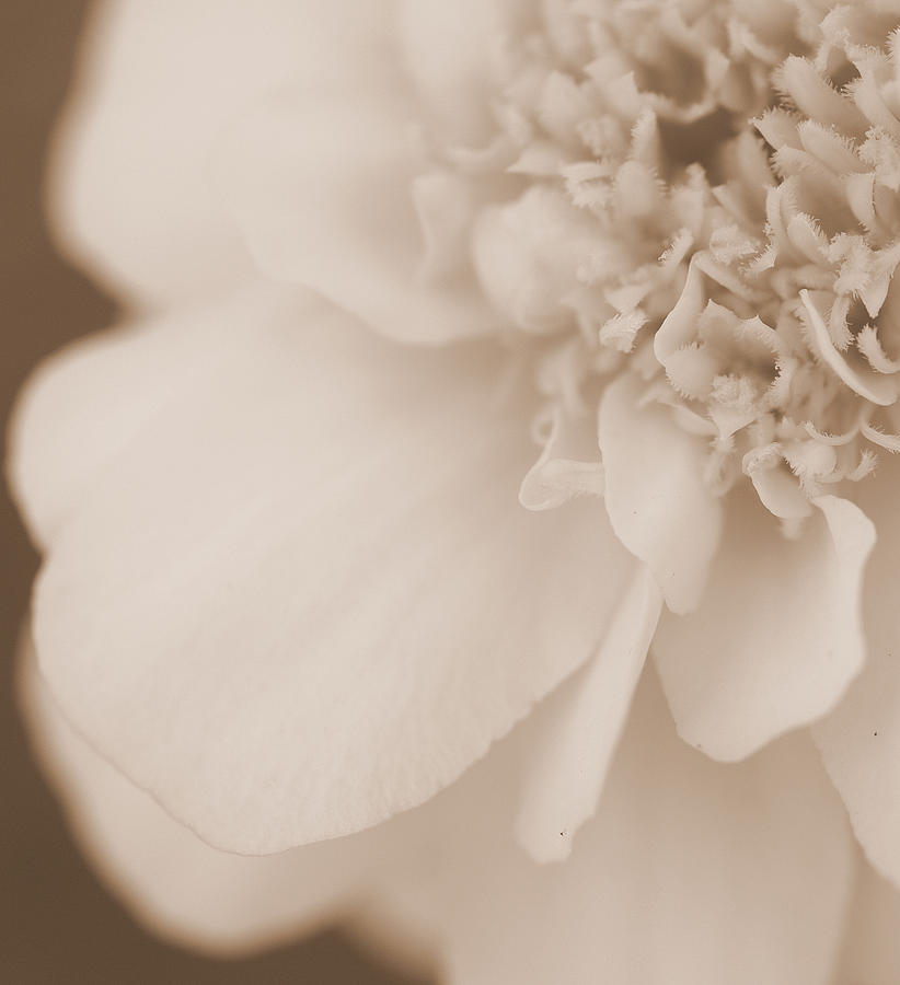 Soft Petals by Christine Ricker Brandt Soft Petals by Christine Ricker Brandt