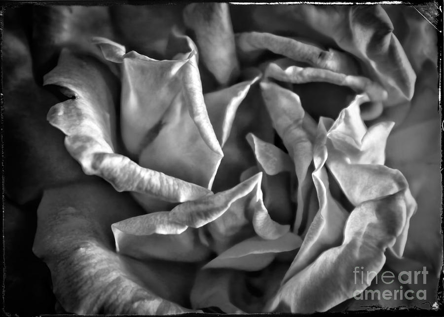 Soft Petals For My Valentine Photograph by Janice Pariza