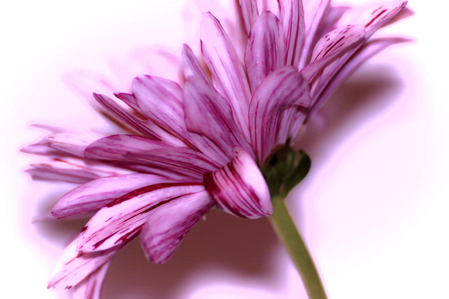 Flower Photograph - Soft petals by Martin Newman