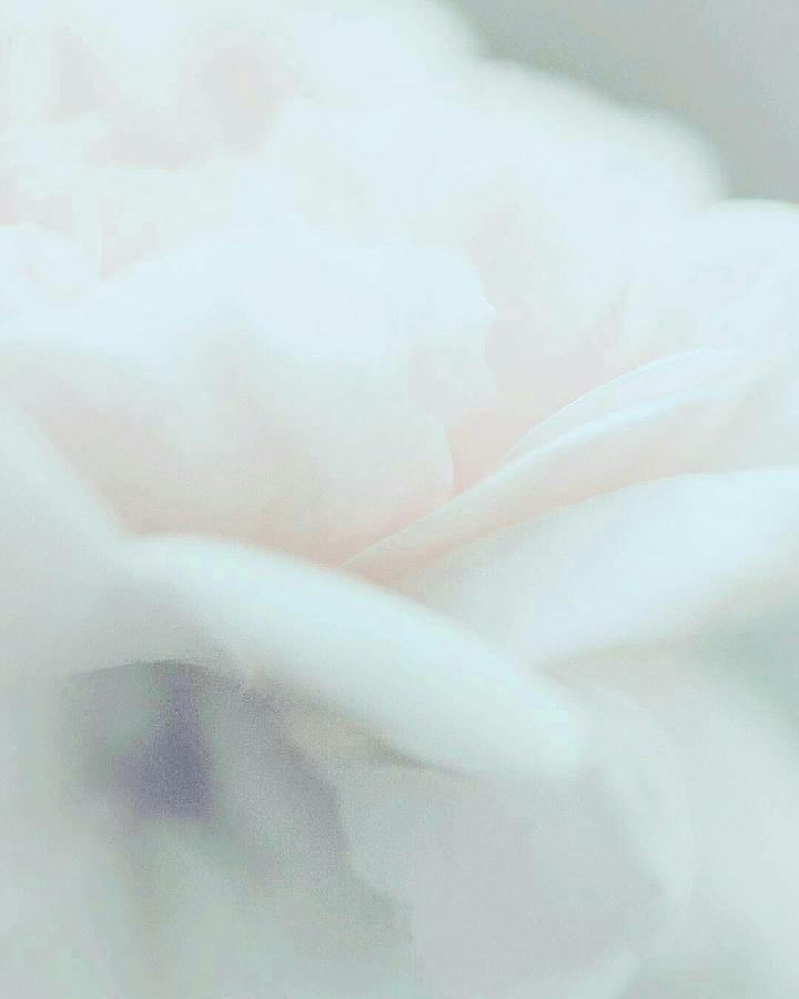 Soft Petals of Beauty Photograph by The Art Of Marilyn Ridoutt-Greene