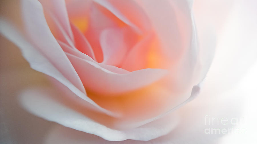 Soft Petals Of Rose Photograph