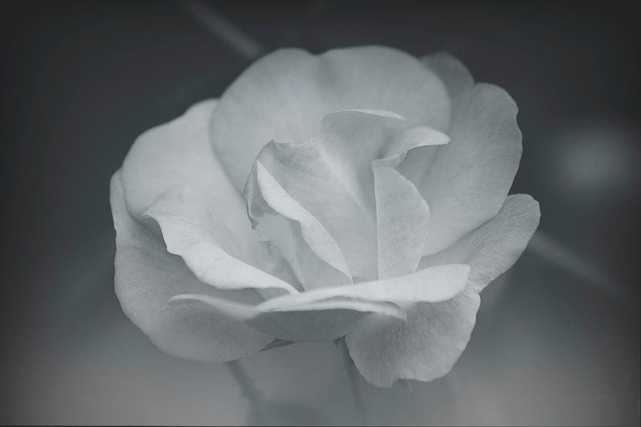 Soft Petals Photograph by Teresa Wilson