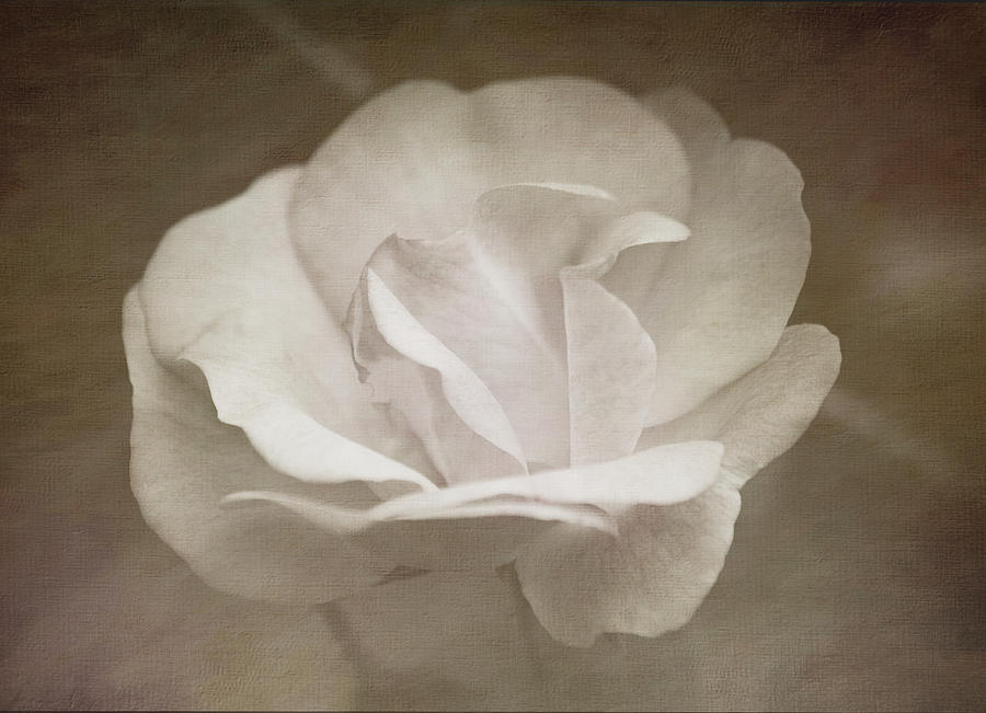 Soft Petals Textured Photograph by Teresa Wilson