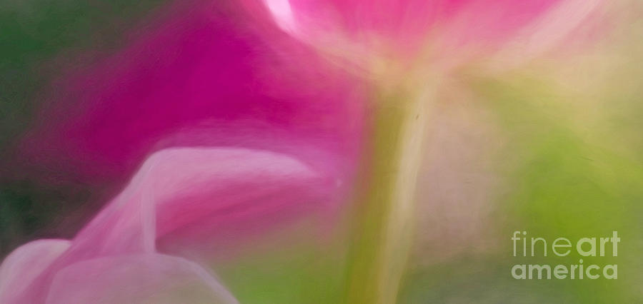 Soft Pink 4 Photograph by Kerri Farley