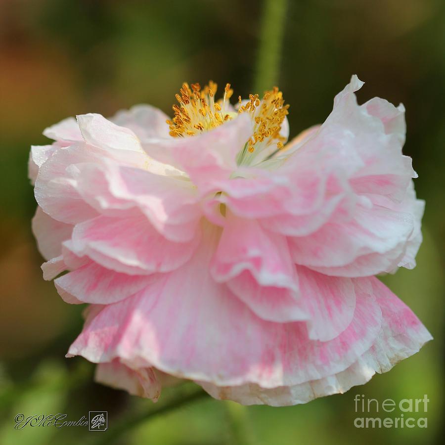 Soft Pink and White Poppy from the Angels Choir Mix Photograph by J McCombie