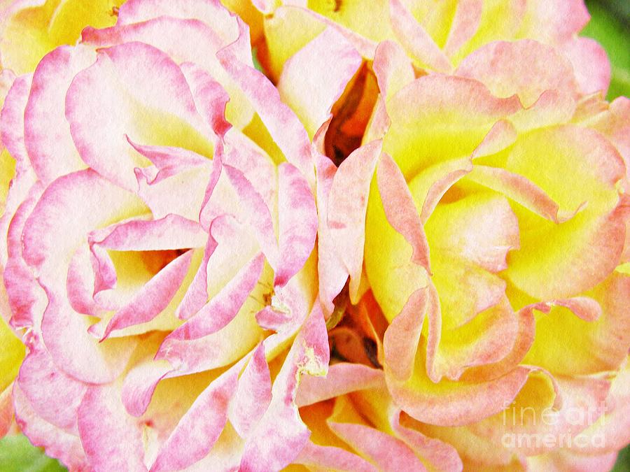 Rose Photograph - Soft Pink and Yellow Roses by Sarah Loft