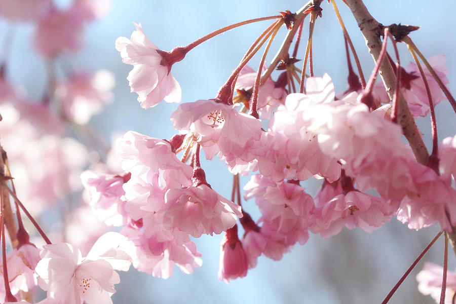 Soft Pink Blossoms Photograph by Trina Ansel
