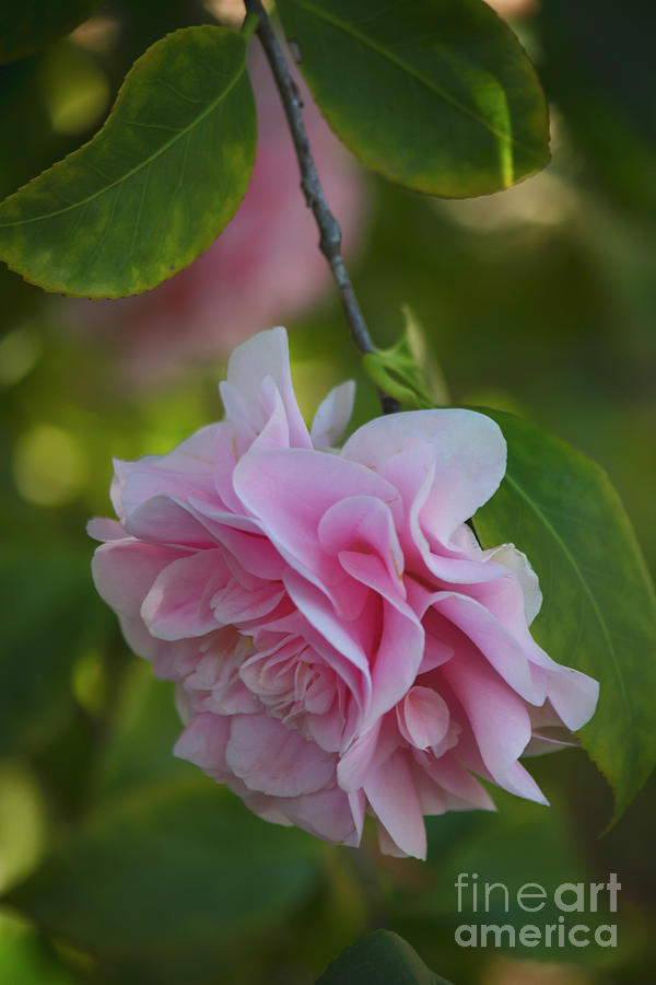 Soft Pink Camellia Photograph by Teresa Wilson