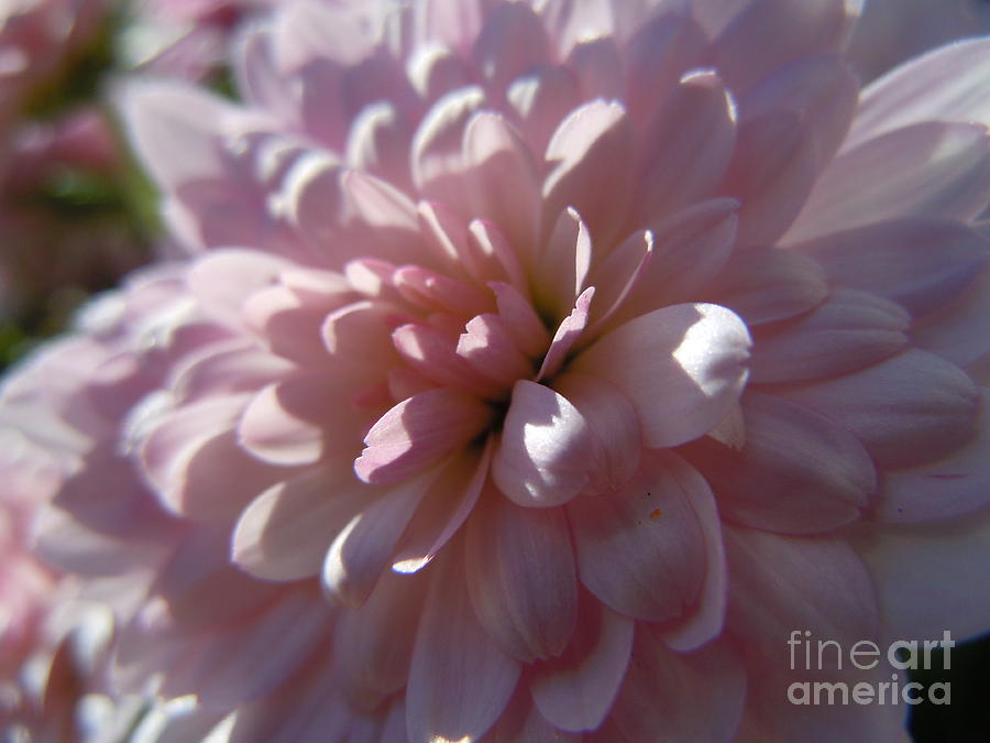 Soft Pink Chrysanthemum Photograph by Sonya Chalmers