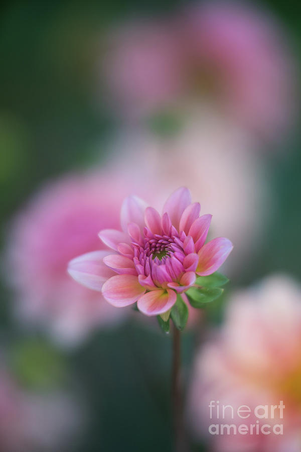 Soft Pink Dahlia Bloom Photograph by Mike Reid