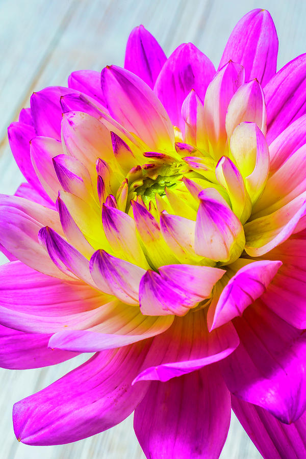 Soft Pink Dahlia Photograph by Garry Gay