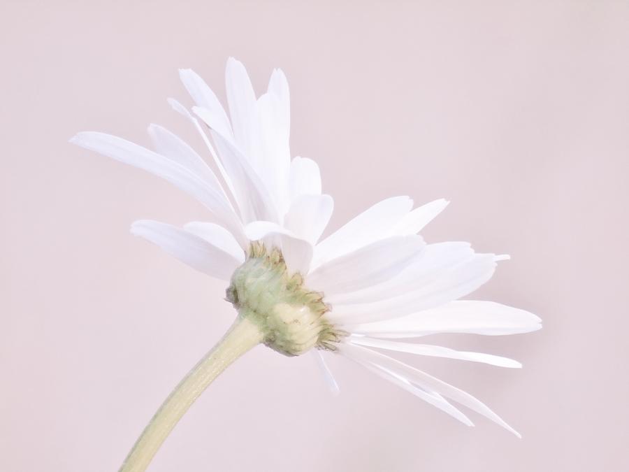 Soft Pink Daisy Photograph by Barbara St Jean - Fine Art America