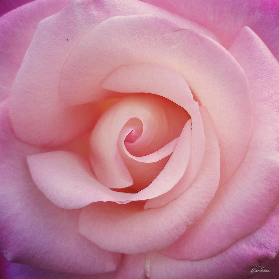 Soft Pink  Photograph by Diana Haronis