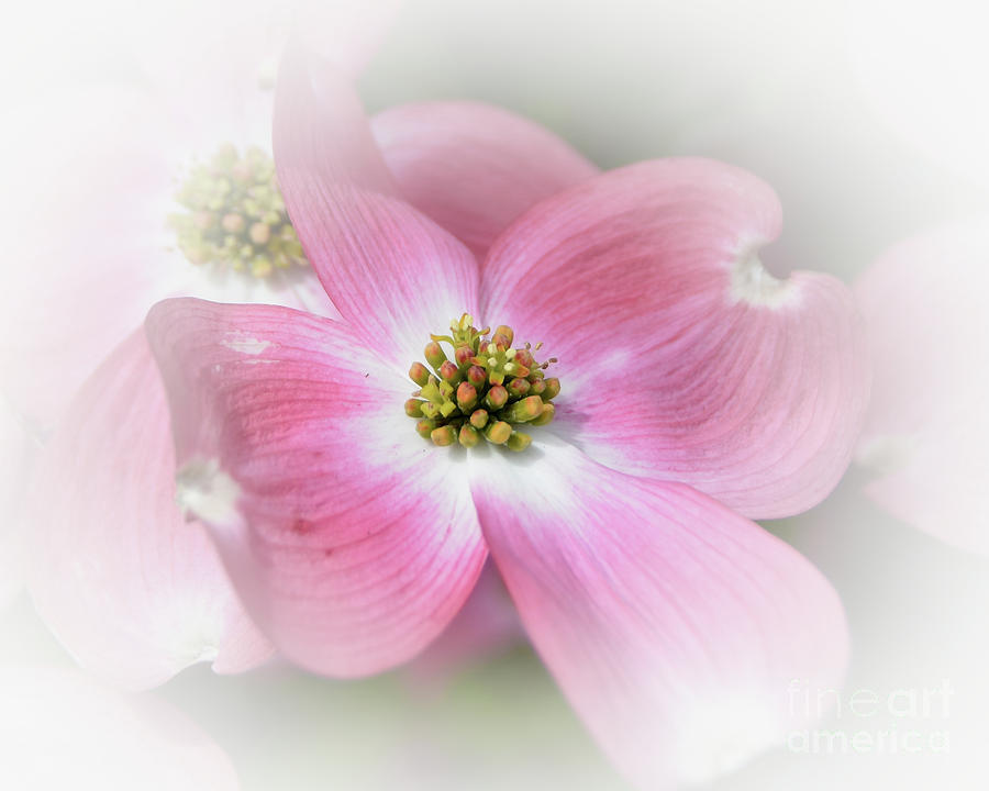 Soft Pink Floral Abstract Photograph by Scott Cameron