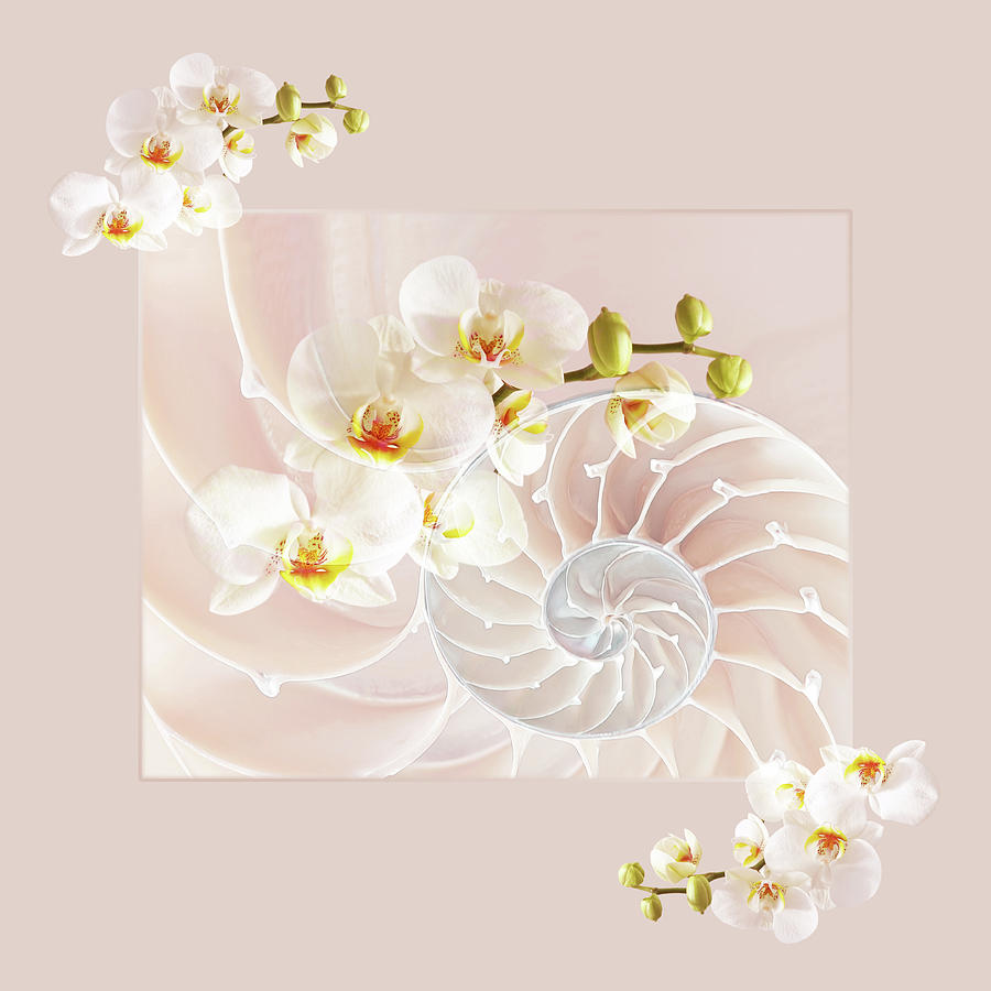 White Orchids and Soft Pink Fusion Photograph by Gill Billington