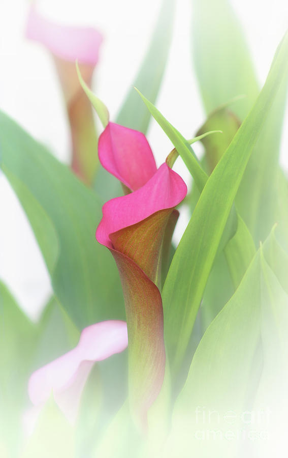 Soft Pink Garden Elegance Photograph by Karen Adams