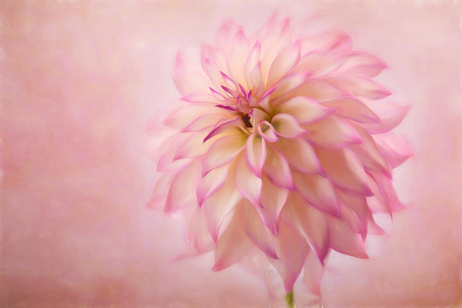 Soft Pink Glow Photograph by Mary Jo Allen