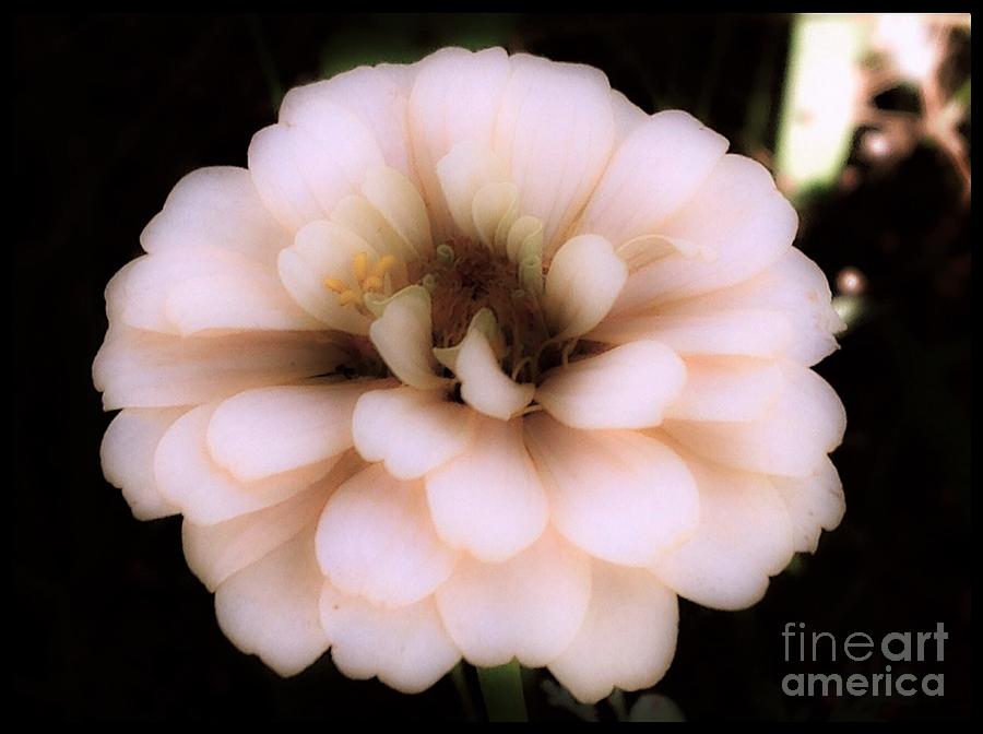Soft Pink Glow Of A Flower Photograph