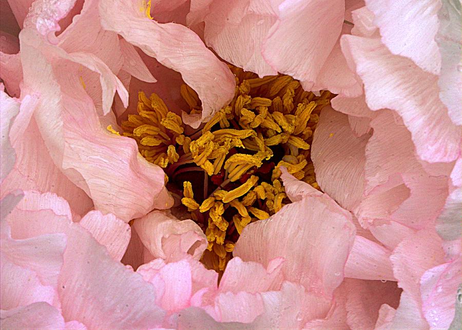 Soft Pink Photograph by Joseph Skompski