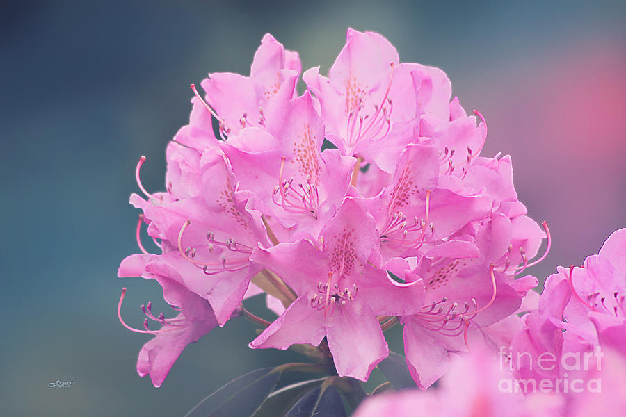 Spring Photograph - Soft Pink by Jutta Maria Pusl