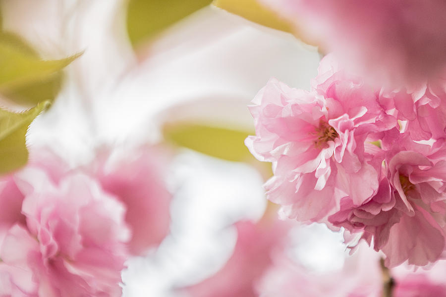 Soft Pink by Karen Saunders Soft Pink by Karen Saunders