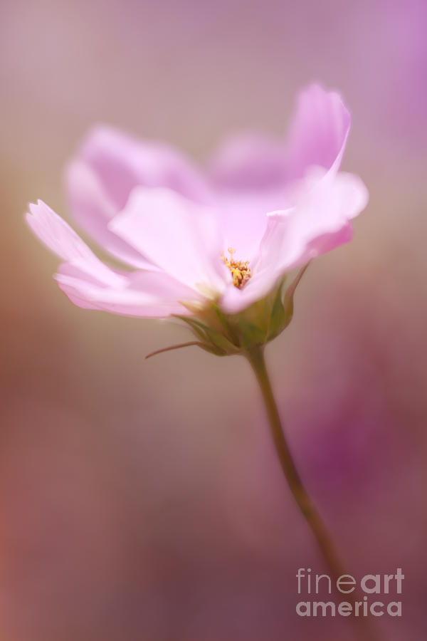 Soft Pink... Photograph